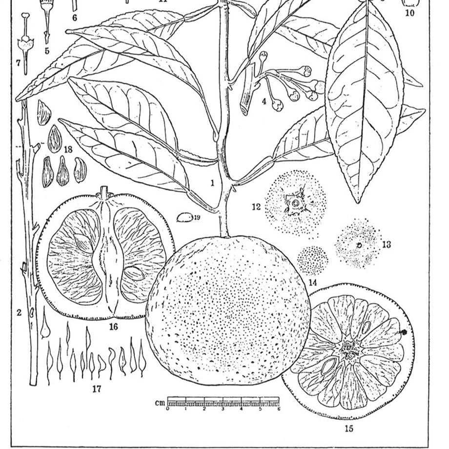 55bc147cef3377545d00242e