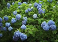 【７月LESSON 】紫陽花／モネの庭／モッコウバラ