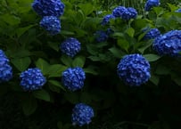 【９月LESSON 】紫陽花／モネの庭／ハーブの植物図鑑