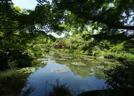【７月LESSON 】紫陽花／モネの庭／モッコウバラ
