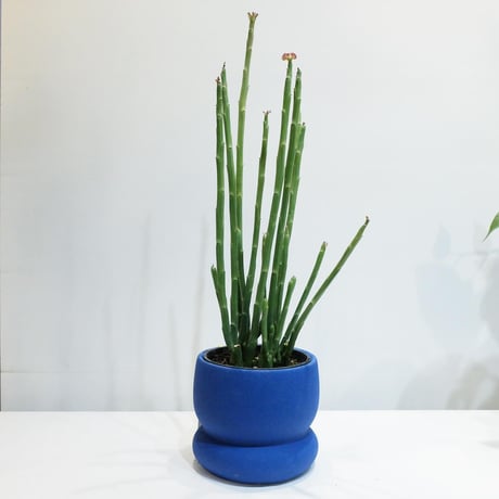 【観葉植物 】ユーフォルビア "フォスフォレア"  /   unique blue pot