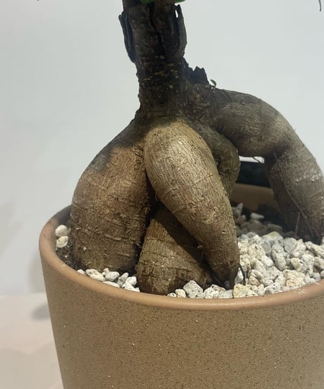 【観葉植物 】ガジュマル   / sand pot