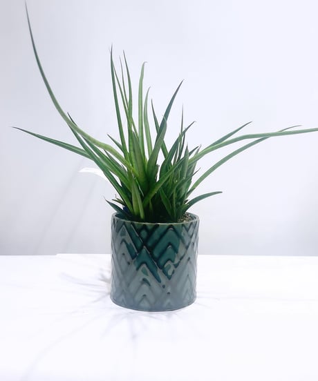 【観葉植物 】サンセベリア　キブウェッジ / ethnic  sylinder pot