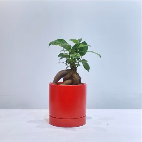 ガジュマル33 ガジュマル・多幸の木 [観葉植物・1点もの ガジュマル33 ガジュマル・多幸の木 [観葉植物・1点もの