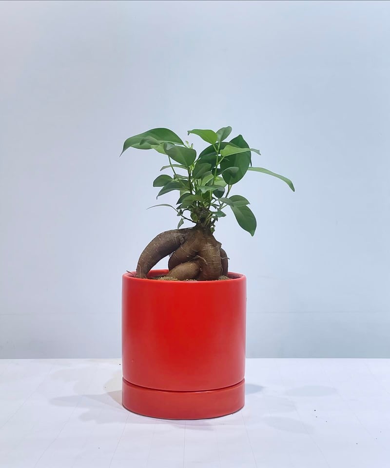 観葉植物 】ガジュマル / sylinder mat pot NEON RED 11 |