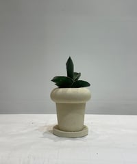 【観葉植物 】サンセベリア サムライ ドワーフ / POP POT S