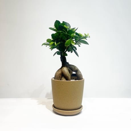 【観葉植物 】ガジュマル   / sand pot