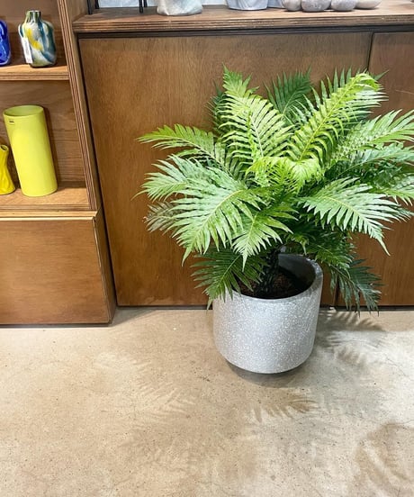 【観葉植物】 テラゾーポット