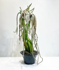 【観葉植物】継ぎサボテン