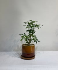 【観葉植物】シェフレラコンパクタ/ agoda pot