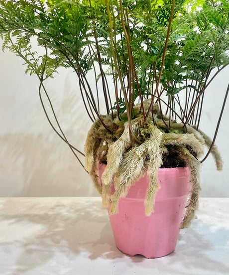 【観葉植物 】  トキワシノブ／ PINK  POT