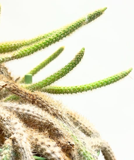 【観葉植物】継ぎサボテン