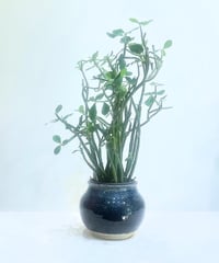 【観葉植物 】ユーフォルビア "フォスフォレア"  /   glazed TSUBO pot #blue