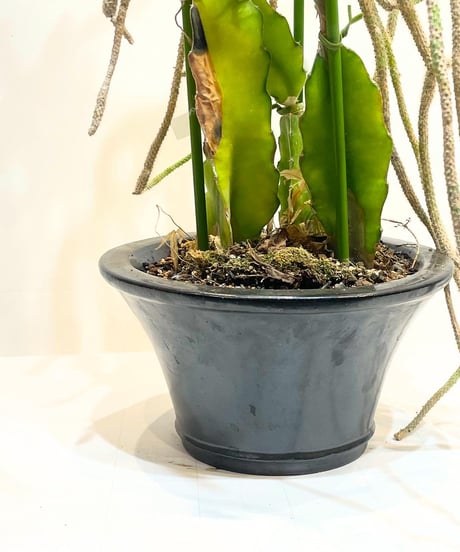 【観葉植物】継ぎサボテン