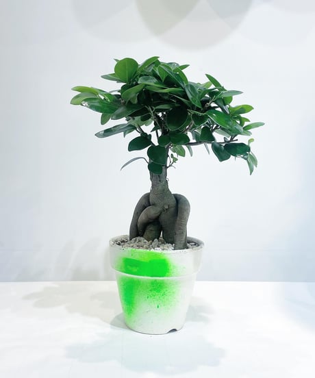 【観葉植物 】ガジュマル　/ neon pot