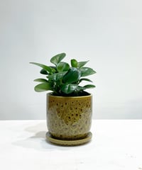 【観葉植物 】ペペロミア　 / lepard pot yellow