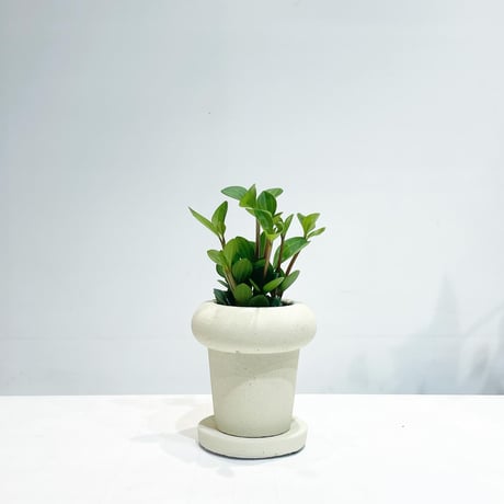 【観葉植物】ペペロミア フォレット　/ Pop pot WHITE