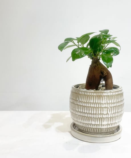 【観葉植物 】ミニガジュマル　/ uroko round pot WHITE