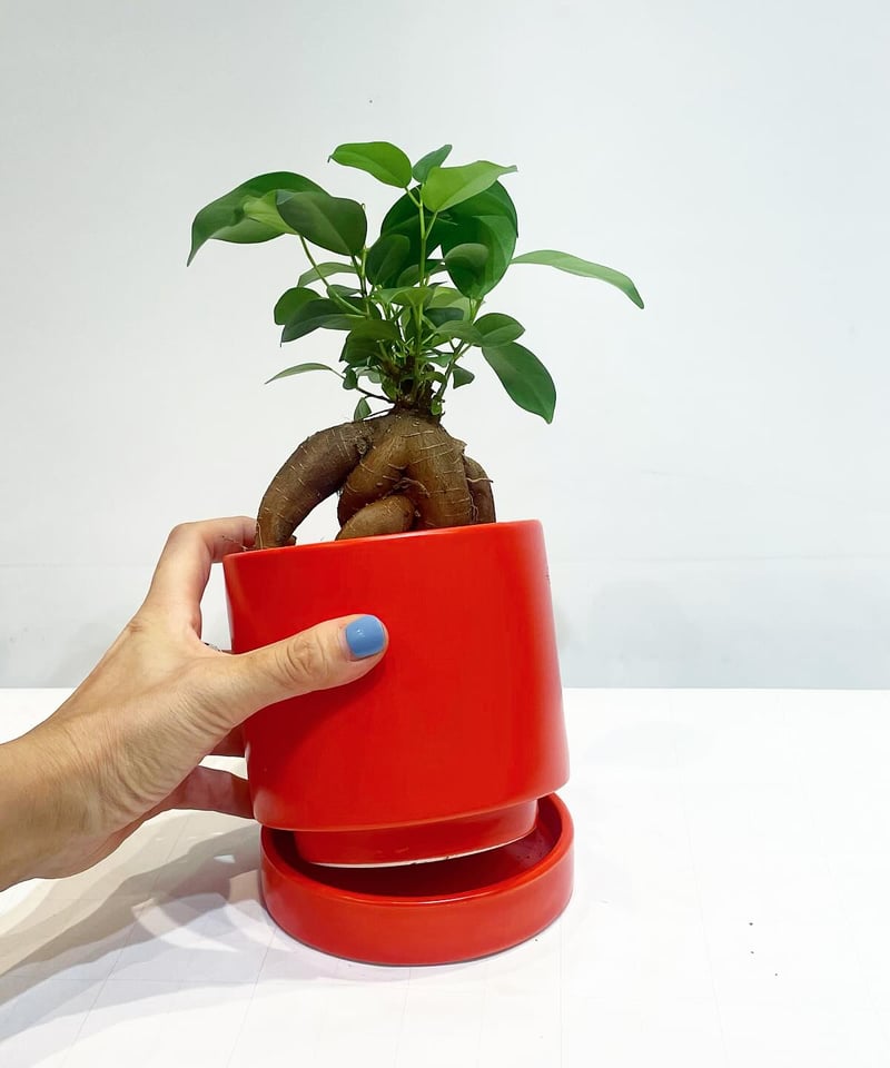 観葉植物 】ガジュマル / sylinder mat pot NEON RED 11 |