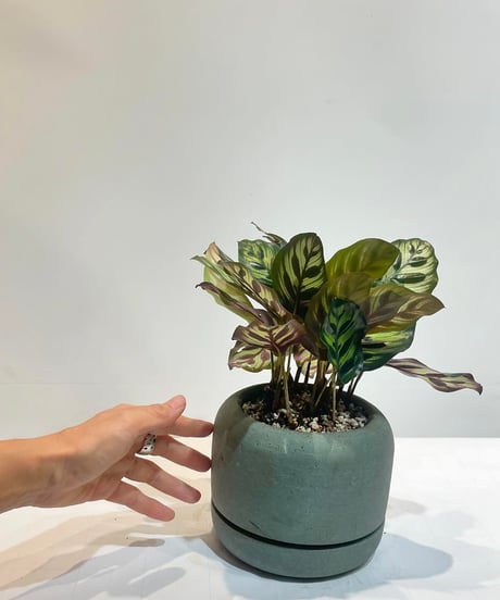 【観葉植物 】カラテア　マコヤナ ／ Rounded Pot GREEN
