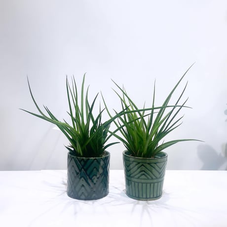 【観葉植物 】サンセベリア　キブウェッジ / ethnic  sylinder pot