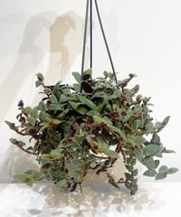 【観葉植物 】キアノティス　キューエンシス　吊り鉢