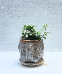 【観葉植物 】ペペロミア　プテオラータ　 / Gnarled Pot 　Ｓsize