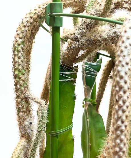 【観葉植物】継ぎサボテン