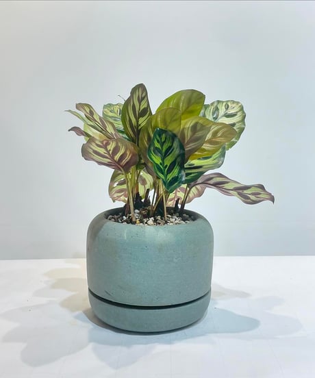 【観葉植物 】カラテア　マコヤナ ／ Rounded Pot GREEN