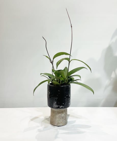 【観葉植物】ホヤ　シルバーピンク/tall  pot
