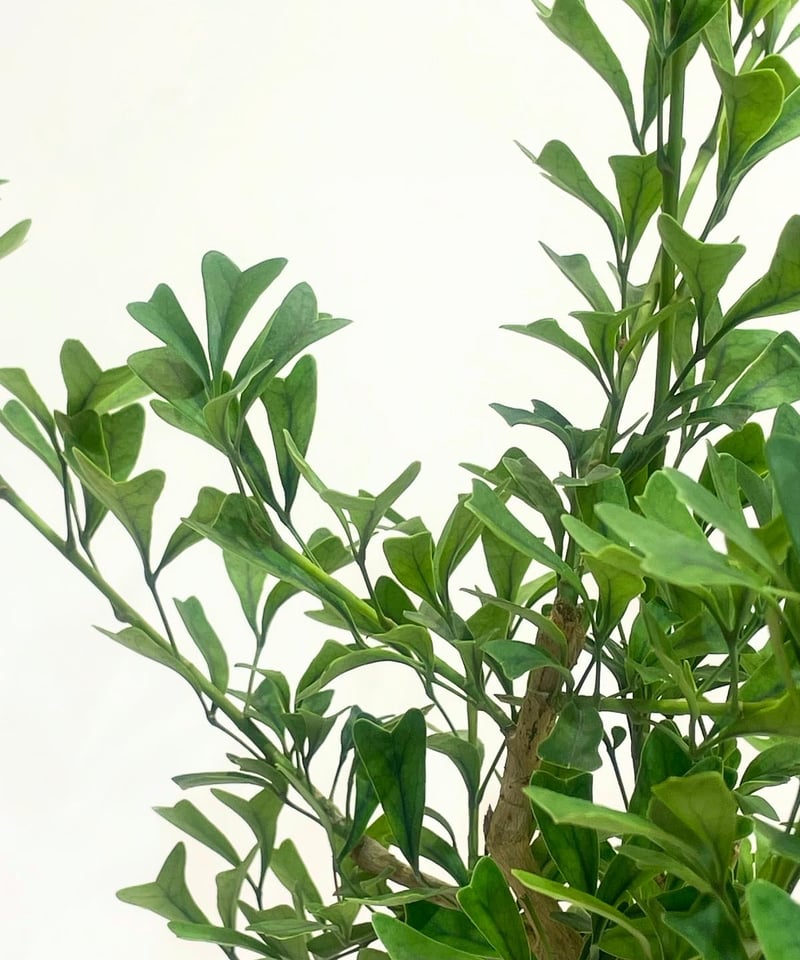 観葉植物】シェフレラ トライアンギュラス / ivory round pot