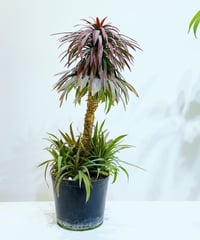 【屋外植物】ユッカ　デスメニアーナ S / M size