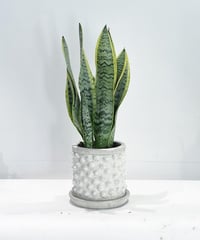 【観葉植物 】サンセベリア　ローレンチ/Buddha　Pot S