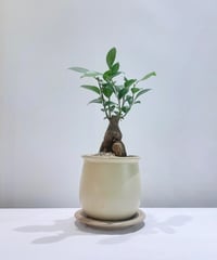 【観葉植物】ガジュマル / アイボリーポット