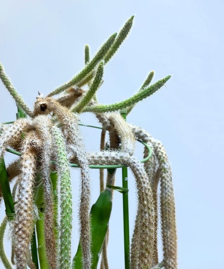 【観葉植物】継ぎサボテン