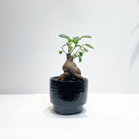 【観葉植物 】ガジュマル　/ トビカンナ鉢　黒