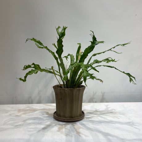 シェフレラ | STORES