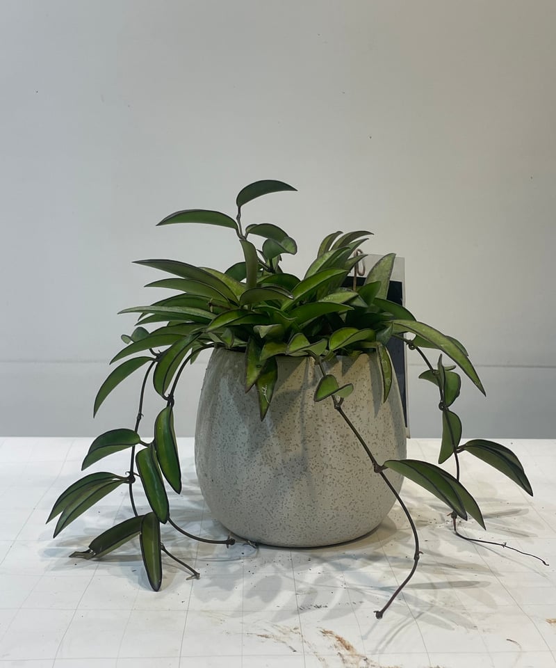 ananさん専用 ＊ Hoya ＊ ホヤ ＊ inflata ananさん専用 ＊ Hoya ＊ ホヤ ＊ inflata Hoya inflata | 4