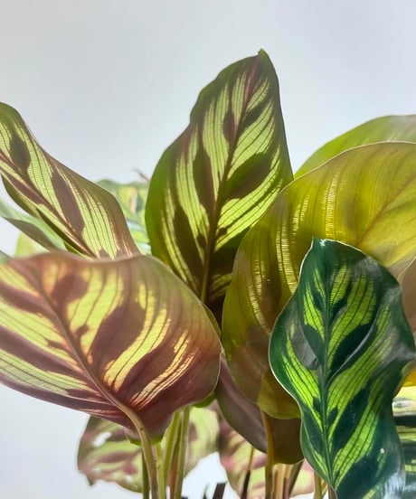 【観葉植物 】カラテア　マコヤナ ／ Rounded Pot GREEN
