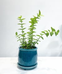 【観葉植物】ホヤ　カルノーサ/ kawasemi blue pot