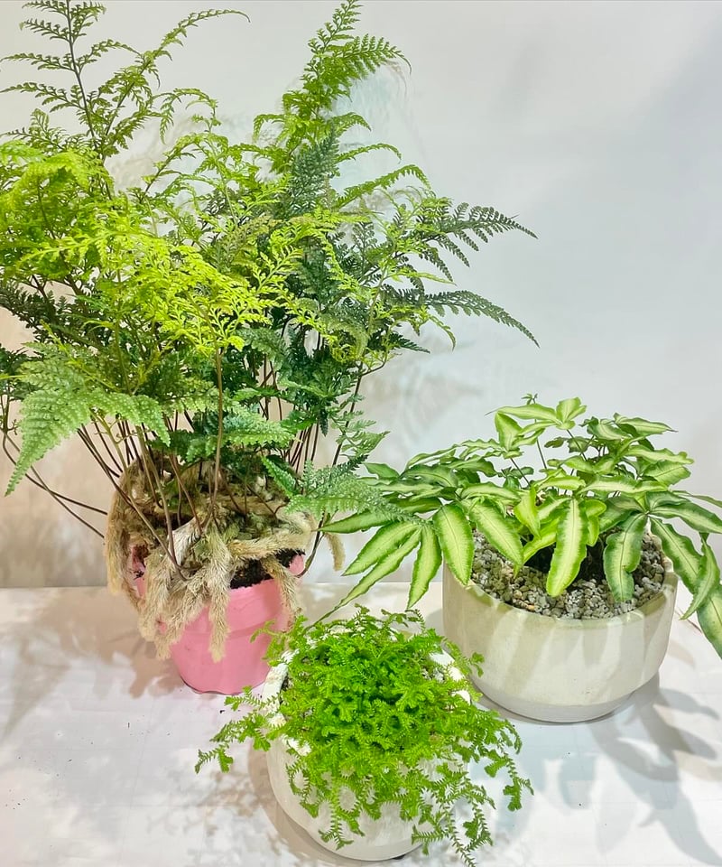 観葉植物 】 トキワシノブ／ PINK POT | TOO GARDEN