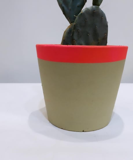 【観葉植物】オプンチア　ロブスタ（大丸盆）/  neon  original pot