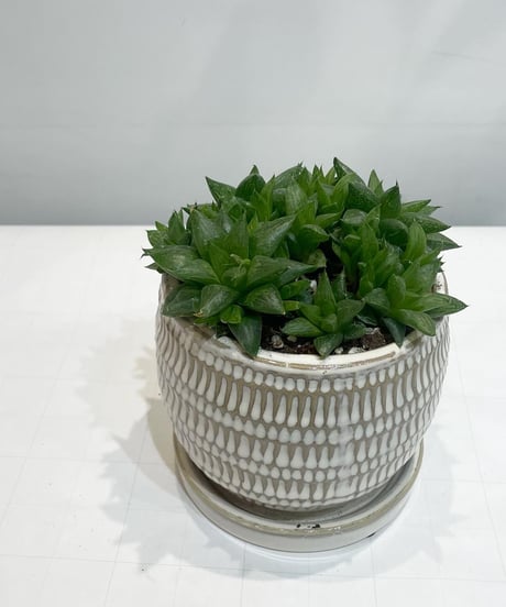 【観葉植物】ハオルチア/ uro round pot white