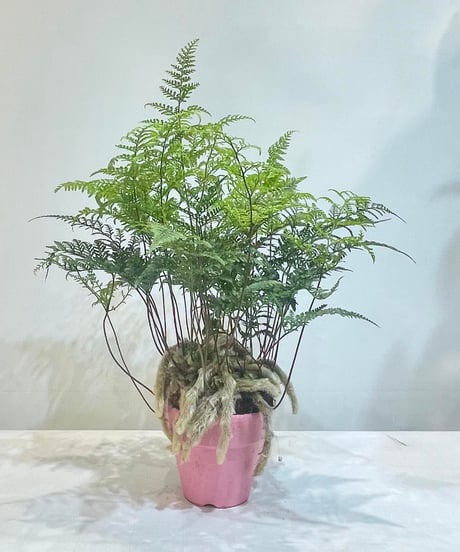 【観葉植物 】  トキワシノブ／ PINK  POT