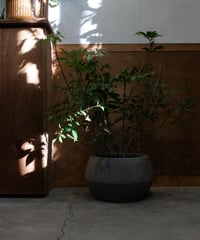 【観葉植物】シェフレラコンパクタ/ low diamond pot cover