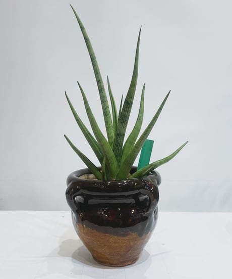 【鉢】glazed tsubo pot  　blue&green / blue marble / brown