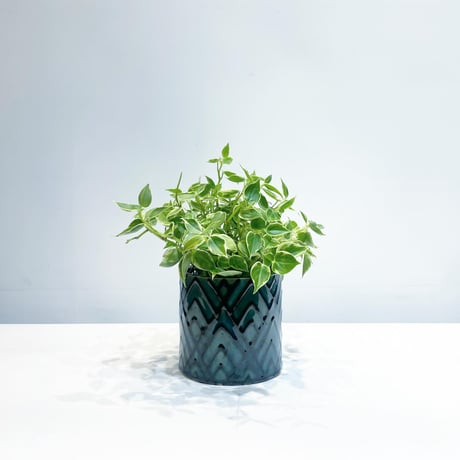 【観葉植物 】ペペロミア　セルペンス / ethnic pot cover　green