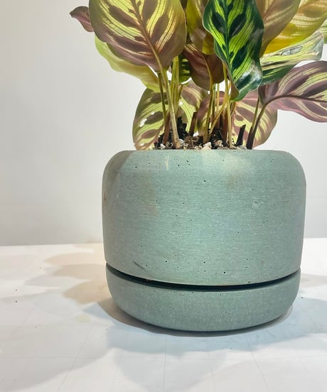【観葉植物 】カラテア　マコヤナ ／ Rounded Pot GREEN