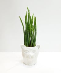 【観葉植物 】ユーフォルビア　セオドルム/ 猫の鉢