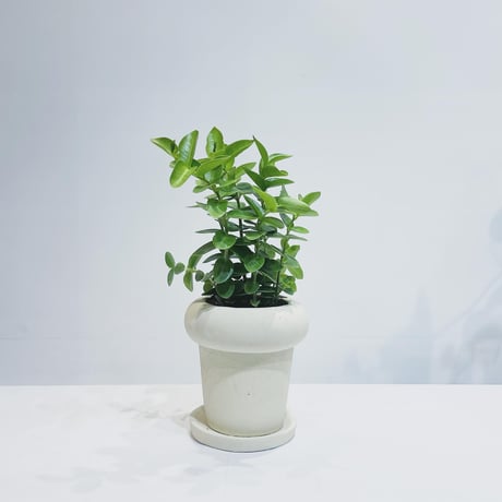 【観葉植物】ホヤ　クミンギアナ / pop pot WHITE